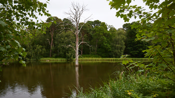 Summer petrified tree This landscape photograph shows a lake surrounded by dense woods in Clumber Park, located in Derbyshire, England, United Kingdom. Taken in the morning during the summer season, the image features a summer petrified tree as its main subject, standing leafless and upright in the water near the center of the lake. The scene is framed by green foliage from the surrounding trees, with the tranquil lake reflecting the lush woods that are characteristic of Clumber Park. The image captures the quiet, natural beauty of this part of the Derbyshire countryside.